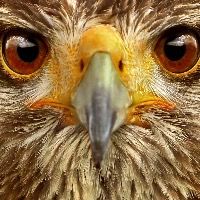 Hawk